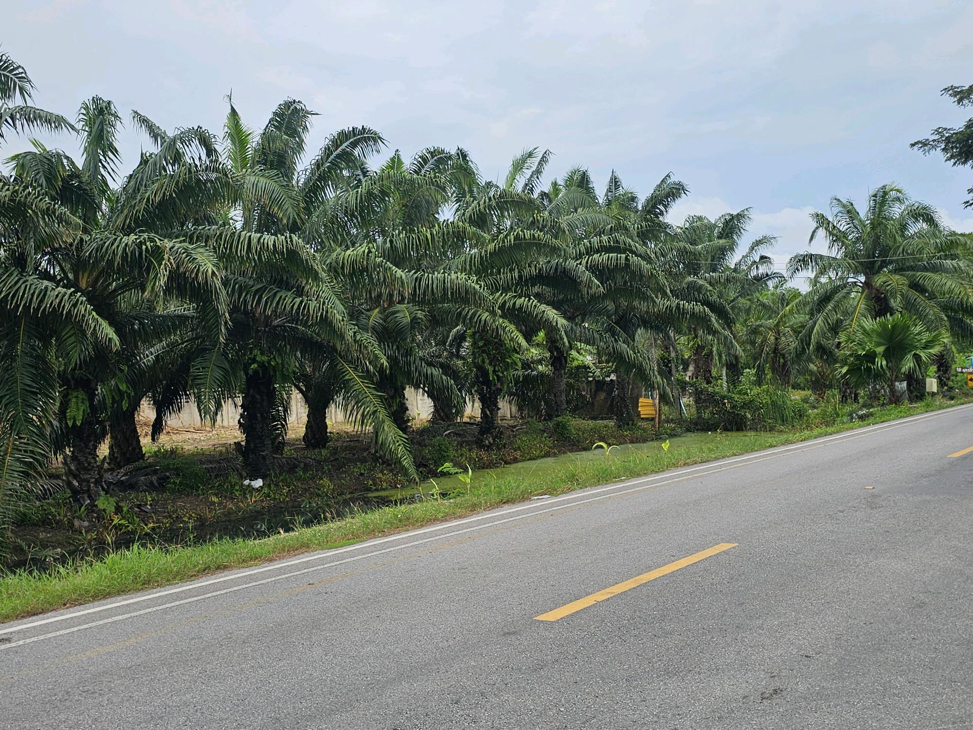 Land for sale on Surat Thani Road in the tourist area of Kanchanadit District. Land for sale on Surat Thani Road in the tourist area of Kanchanadit District.