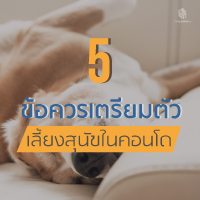 5 ข้อ เตรียมตัวก่อนเลี้ยงสุนัขในคอนโด