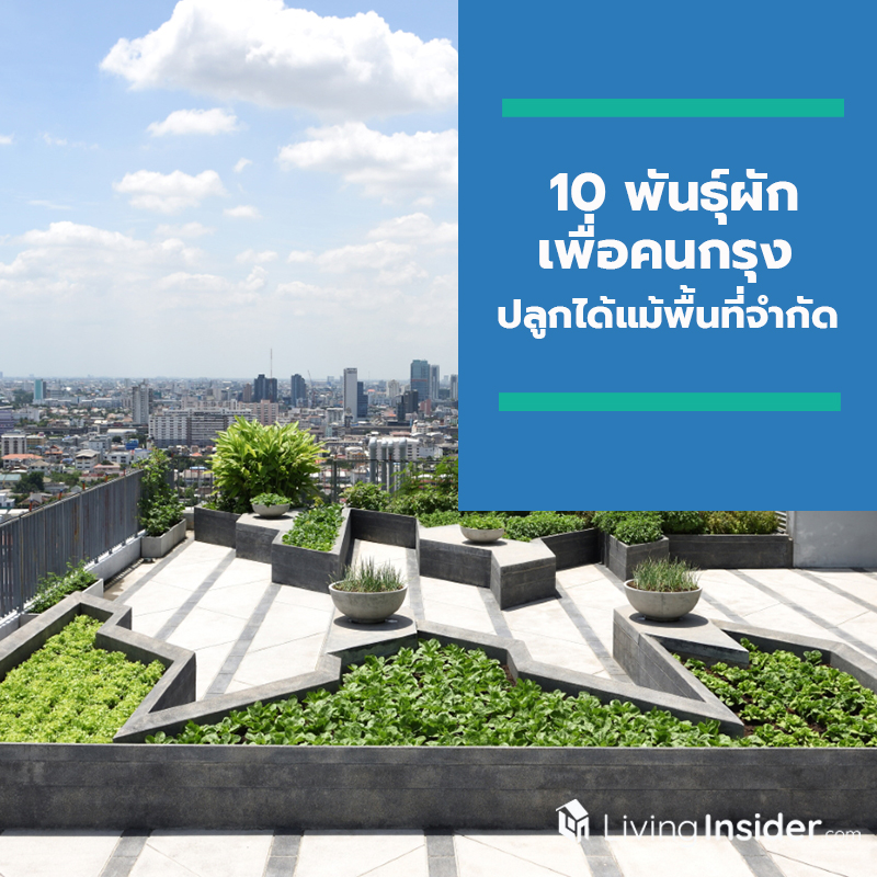 10 พันธุ์ผักเพื่อคนกรุง ปลูกได้แม้พื้นที่จำกัด สร้างประโยชน์จากพื้นที่ใกล้ตัวเป็นพื้นที่สีเขียวกินได้