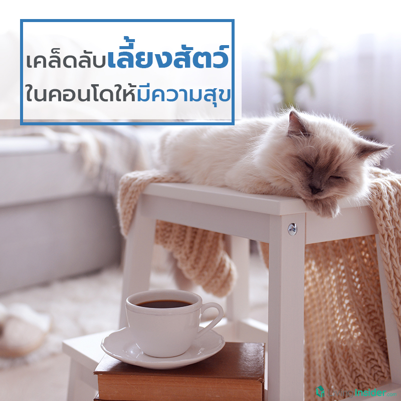 เคล็ดลับเลี้ยงสัตว์ ในคอนโดให้มีความสุข เคล็ดลับเลี้ยงสัตว์ ในคอนโดให้มีความสุข