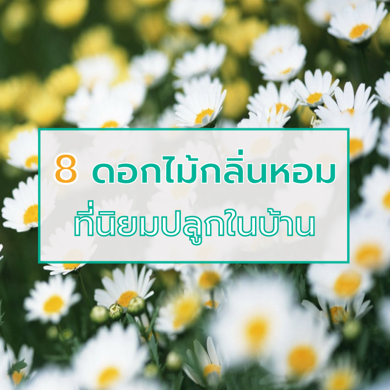 15 ดอกไม้กลิ่นหอม เพิ่มความหอมและความสดชื่นให้คนในบ้าน 15 ดอกไม้กลิ่นหอม เพิ่มความหอมและความสดชื่นให้คนในบ้าน