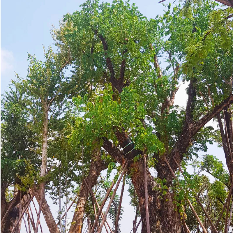 Forest Rescue – ฟอเรส เรสคิว ช่วยชีวิตต้นไม้กว่า 500 ต้น