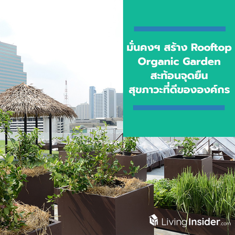 มั่นคงฯ สร้าง Rooftop Organic Garden ชวนพนักงานเพิ่มพื้นที่สีเขียว ปลูกผักอินทรีย์สะท้อนจุดยืน สุขภาวะที่ดี ขององค์กร มั่นคงฯ สร้าง Rooftop Organic Garden ชวนพนักงานเพิ่มพื้นที่สีเขียว ปลูกผักอินทรีย์สะท้อนจุดยืน สุขภาวะที่ดี ขององค์กร