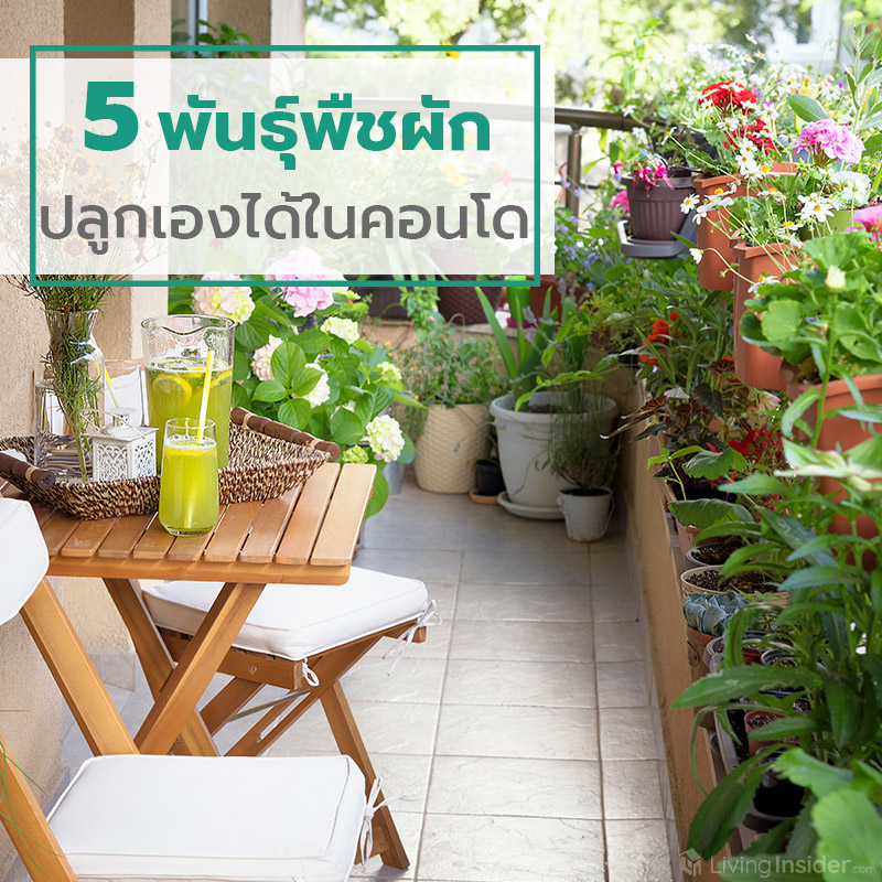 5 พันธุ์พืชผัก ปลูกเองได้ในคอนโด 5 พันธุ์พืชผัก ปลูกเองได้ในคอนโด