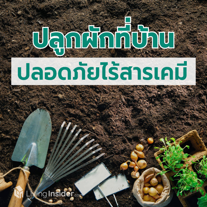 ปลูกผักกินเองที่บ้านง่ายๆ ปลอดภัยไร้สารเคมี ปลูกผักกินเองที่บ้านง่ายๆ ปลอดภัยไร้สารเคมี