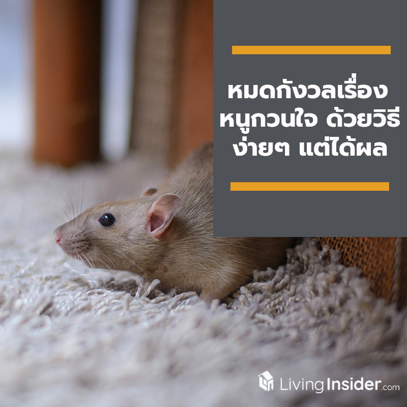 หมดกังวลเรื่องหนูกวนใจ ด้วยวิธีกำจัดง่าย ๆ แต่ได้ผล หมดกังวลเรื่องหนูกวนใจ ด้วยวิธีกำจัดง่าย ๆ แต่ได้ผล