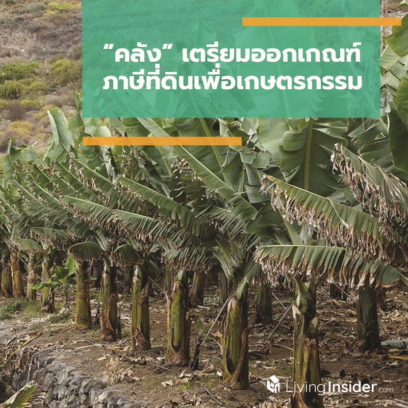 “คลัง” เตรียมออกเกณฑ์ ภาษีที่ดินเพื่อเกษตรกรรม จำแนกปลูกกล้วยต้อง 200 ต้น/ไร่