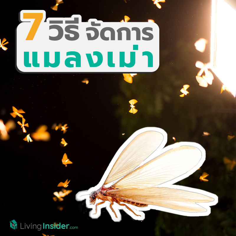 7 วิธีจัดการแมลงเม่า ศัตรูตัวฉกาจของบ้านคุณ 7 วิธีจัดการแมลงเม่า ศัตรูตัวฉกาจของบ้านคุณ