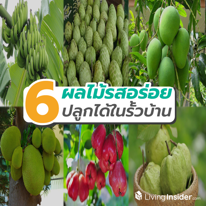 6 ผลไม้รสอร่อย ปลูกได้ง่าย ๆ ในรั้วบ้าน