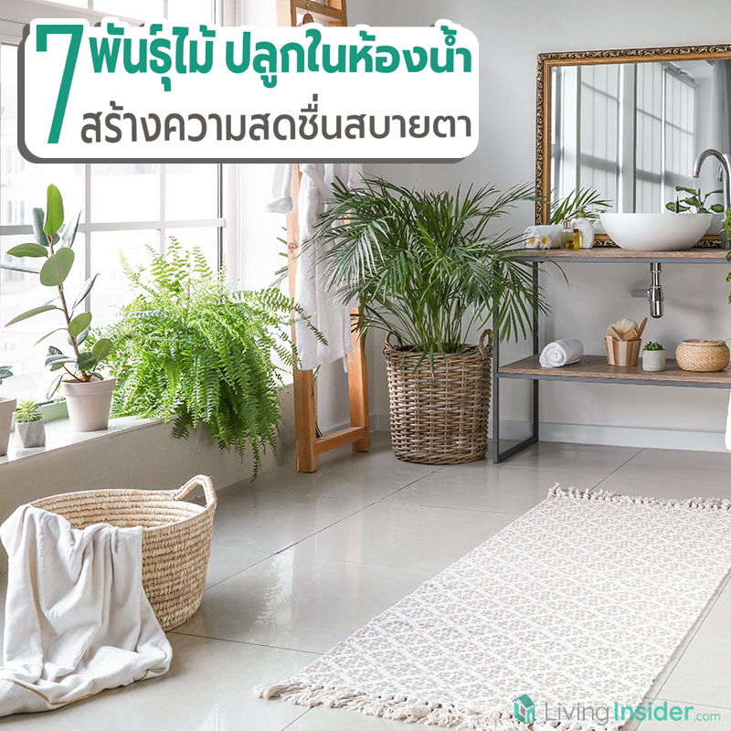 7 พันธุ์ไม้ ปลูกในห้องน้ำ สร้างความสดชื่นสบายตา 7 พันธุ์ไม้ ปลูกในห้องน้ำ สร้างความสดชื่นสบายตา