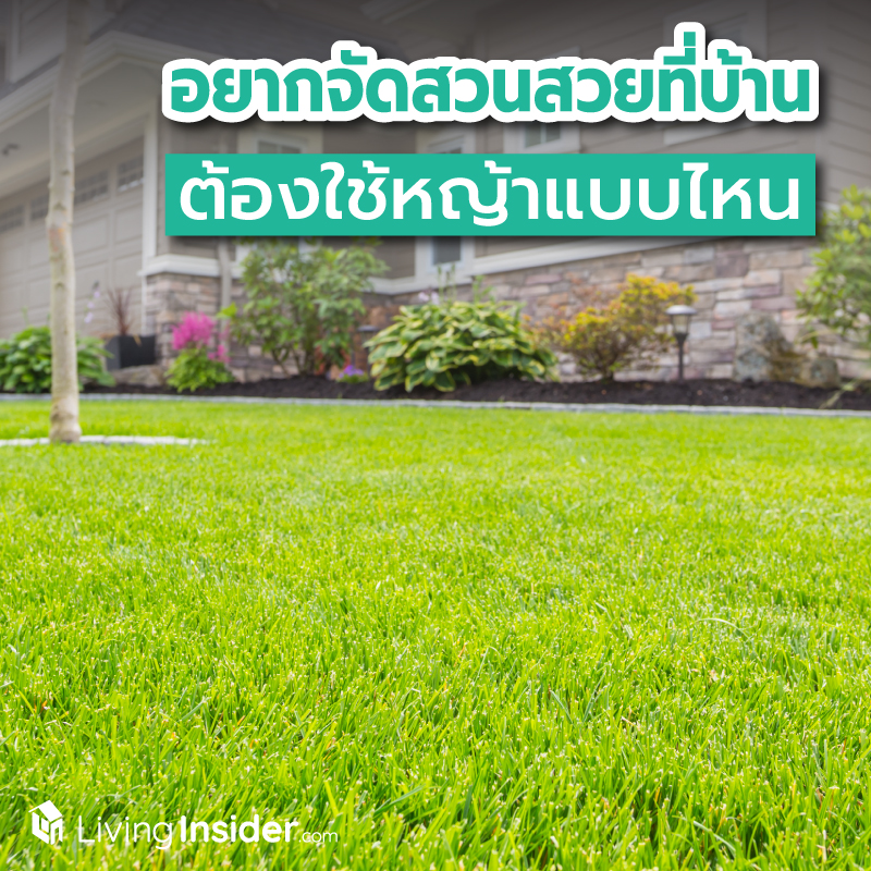 อยากจัดสวนที่บ้าน ต้องใช้หญ้าแบบไหน ? ทำความรู้จักหญ้าแต่ละชนิดก่อนตัดสินใจเลือกมาแต่งสวน อยากจัดสวนที่บ้าน ต้องใช้หญ้าแบบไหน ? ทำความรู้จักหญ้าแต่ละชนิดก่อนตัดสินใจเลือกมาแต่งสวน