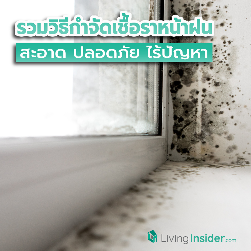 รวมวิธีกำจัดเชื้อราหน้าฝน สะอาดปลอดภัยไร้ปัญหา รวมวิธีกำจัดเชื้อราหน้าฝน สะอาดปลอดภัยไร้ปัญหา
