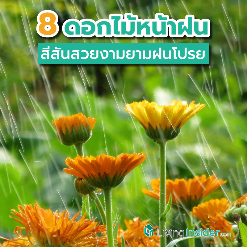8 ดอกไม้หน้าฝนที่ควรหามาปลูกที่บ้าน เพิ่มสีสันสวยงามยามฝนโปรย 8 ดอกไม้หน้าฝนที่ควรหามาปลูกที่บ้าน เพิ่มสีสันสวยงามยามฝนโปรย