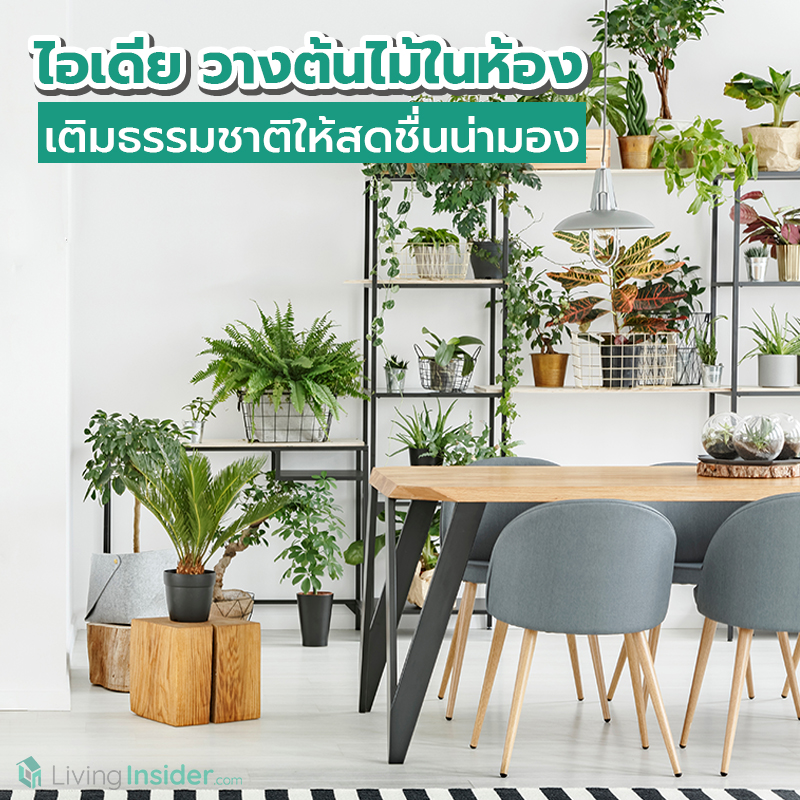 ไอเดียวางต้นไม้ในห้อง เติมธรรมชาติให้สดชื่นน่ามอง ไอเดียวางต้นไม้ในห้อง เติมธรรมชาติให้สดชื่นน่ามอง