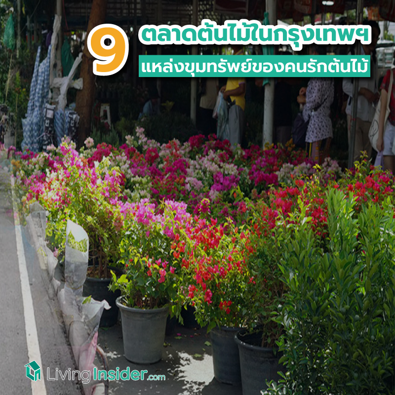 9 ตลาดต้นไม้ในกรุงเทพฯ แหล่งขุมทรัพย์ของคนรักต้นไม้ อยากได้ต้นอะไร จัดสวนแบบไหน มีให้ครบ 9 ตลาดต้นไม้ในกรุงเทพฯ แหล่งขุมทรัพย์ของคนรักต้นไม้ อยากได้ต้นอะไร จัดสวนแบบไหน มีให้ครบ