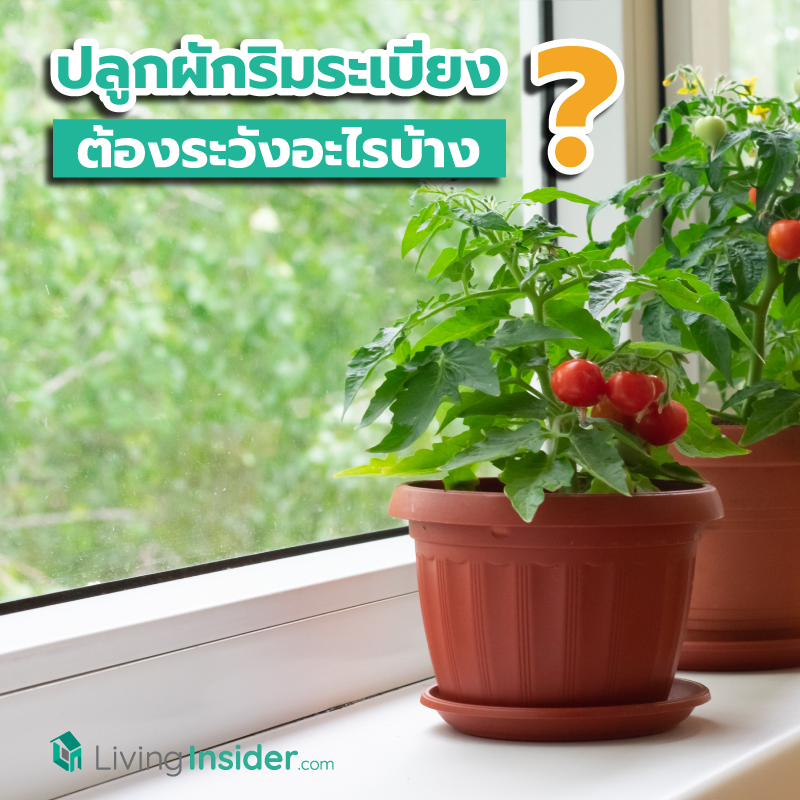 ปลูกผักริมระเบียง ต้องระวังอะไรบ้าง ? ข้อควรระวังสำหรับสายเฮลท์ตี้ที่อยากปลูกผักรับประทานเอง ปลูกผักริมระเบียง ต้องระวังอะไรบ้าง ? ข้อควรระวังสำหรับสายเฮลท์ตี้ที่อยากปลูกผักรับประทานเอง