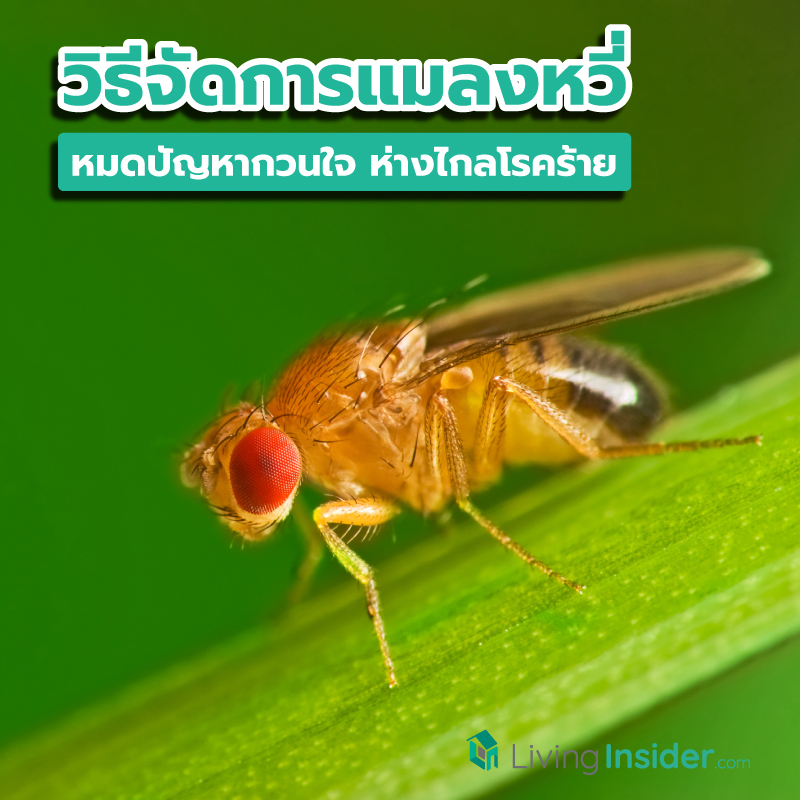 รวมวิธีจัดการแมลงหวี่ หมดปัญหากวนใจ ห่างไกลโรคร้าย รวมวิธีจัดการแมลงหวี่ หมดปัญหากวนใจ ห่างไกลโรคร้าย