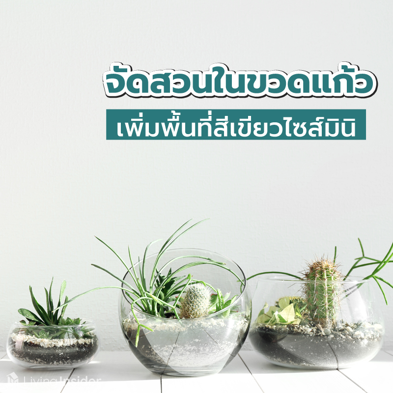จัดสวนในขวดแก้ว เพิ่มพื้นที่สีเขียวไซส์มินิ จัดสวนในขวดแก้ว เพิ่มพื้นที่สีเขียวไซส์มินิ