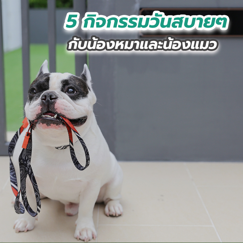 5 กิจกรรมวันสบายๆ กับน้องหมาและน้องแมว 5 กิจกรรมวันสบายๆ กับน้องหมาและน้องแมว