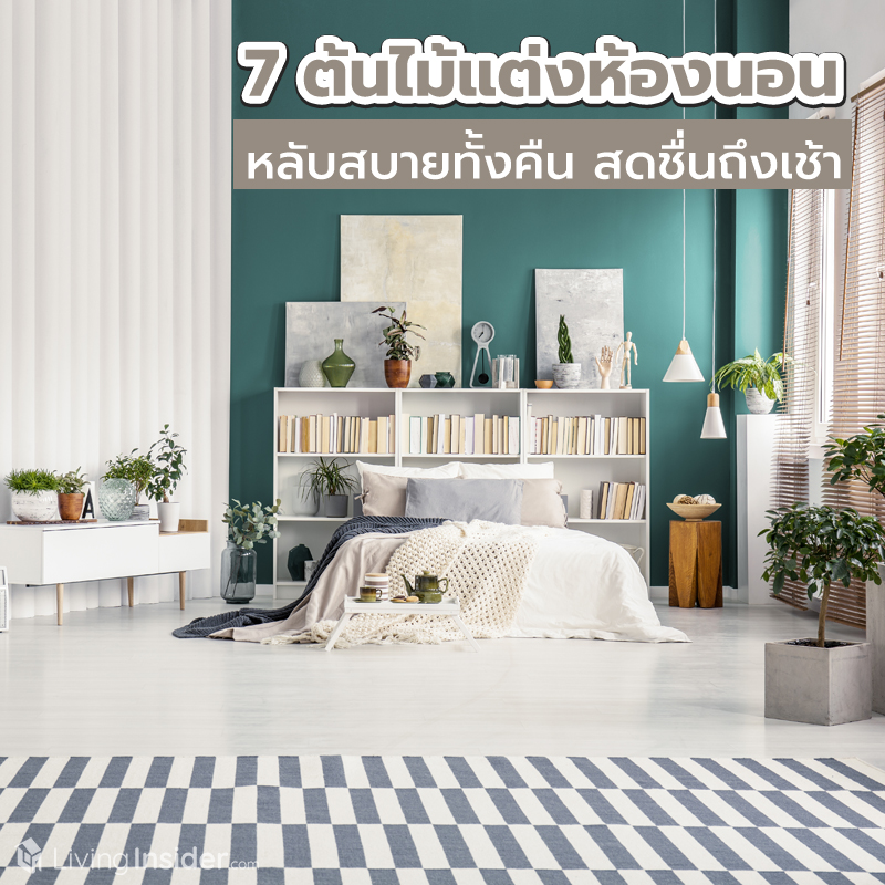 7 ต้นไม้แต่งห้องนอน หลับสบายทั้งคืน สดชื่นถึงเช้า 7 ต้นไม้แต่งห้องนอน หลับสบายทั้งคืน สดชื่นถึงเช้า