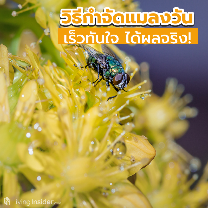 วิธีกำจัดแมลงวันออกจากบ้าน เร็วทันใจ ได้ผลจริง! วิธีกำจัดแมลงวันออกจากบ้าน เร็วทันใจ ได้ผลจริง!