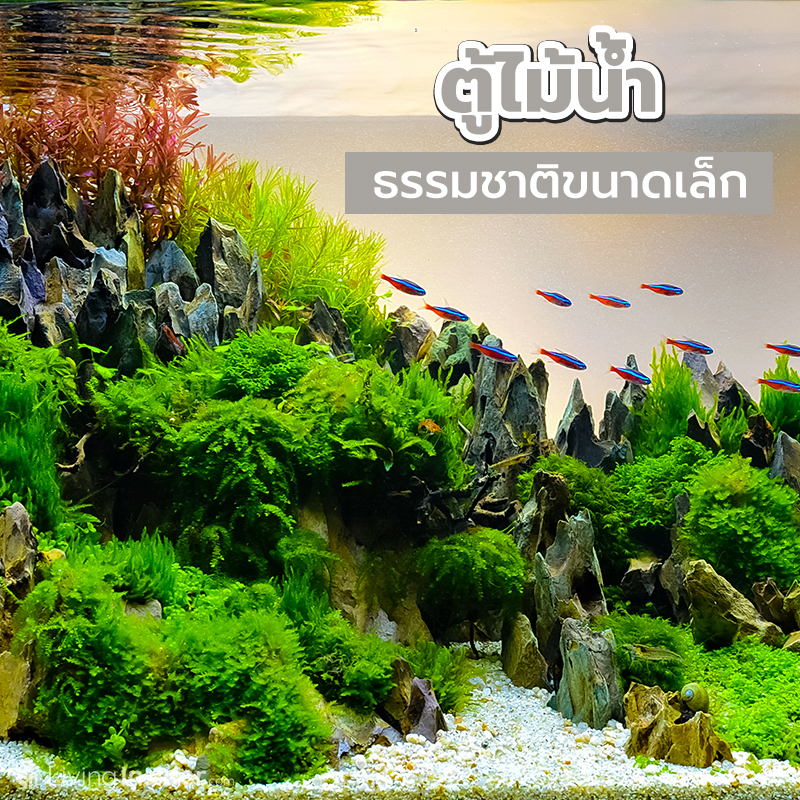 ตู้ไม้น้ำ ธรรมชาติขนาดเล็ก ตู้ไม้น้ำ ธรรมชาติขนาดเล็ก
