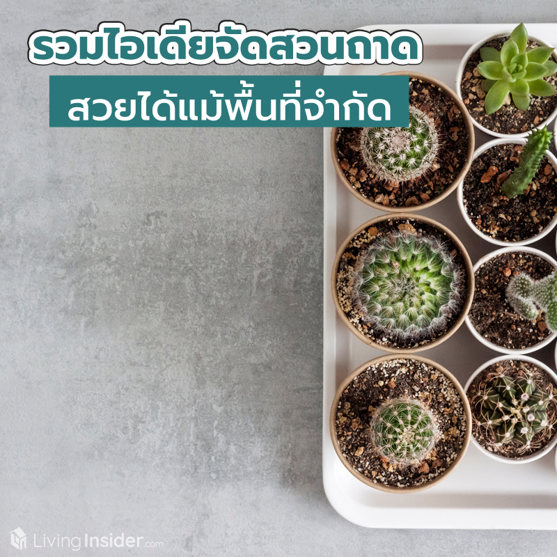 รวมไอเดียจัดสวนถาด สวยได้แม้พื้นที่จำกัด รวมไอเดียจัดสวนถาด สวยได้แม้พื้นที่จำกัด