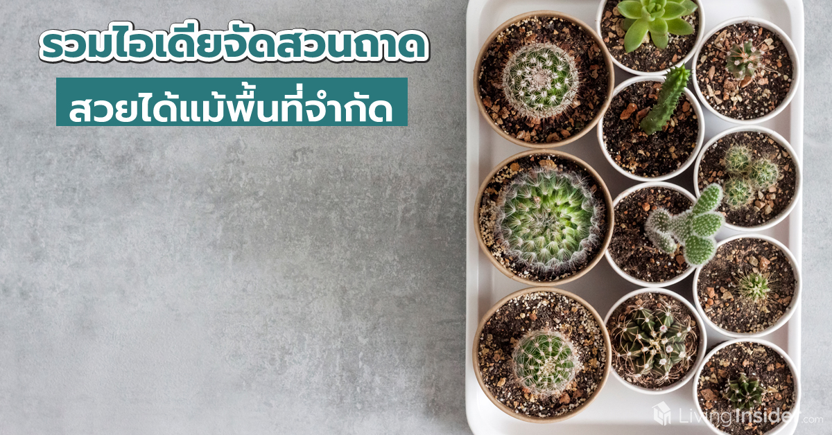 รวมไอเดียจัดสวนถาด สวยได้แม้พื้นที่จำกัด