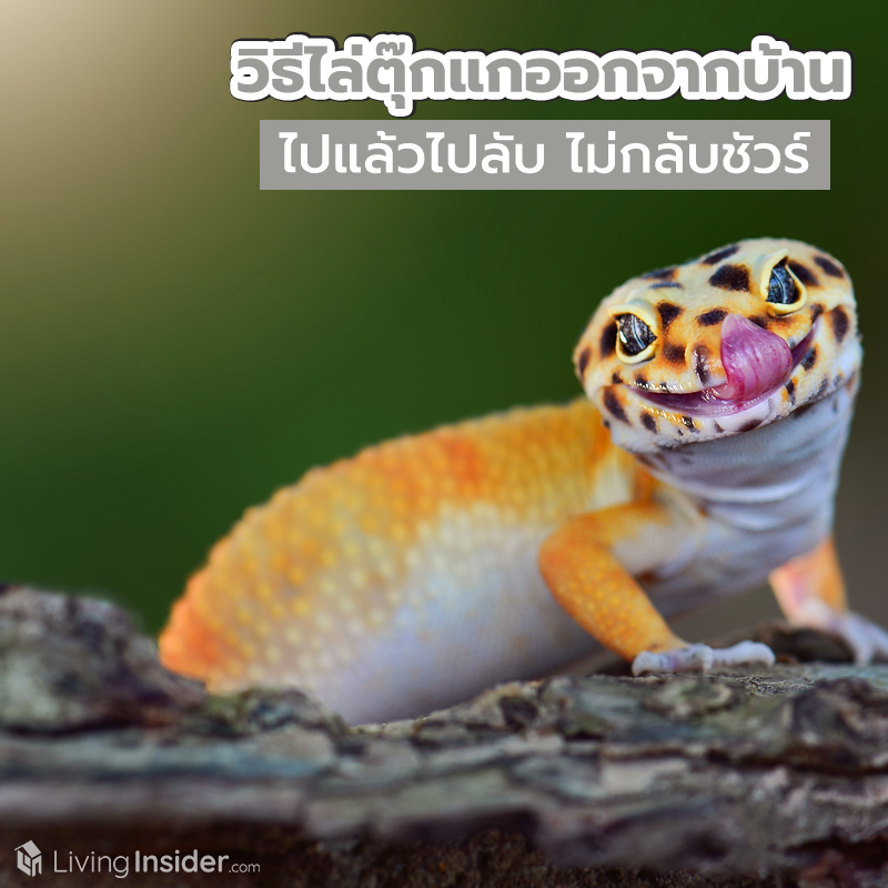 9 วิธีไล่ตุ๊กแกออกจากบ้านง่าย ๆ แบบฉบับจากกันด้วยดี 9 วิธีไล่ตุ๊กแกออกจากบ้านง่าย ๆ แบบฉบับจากกันด้วยดี