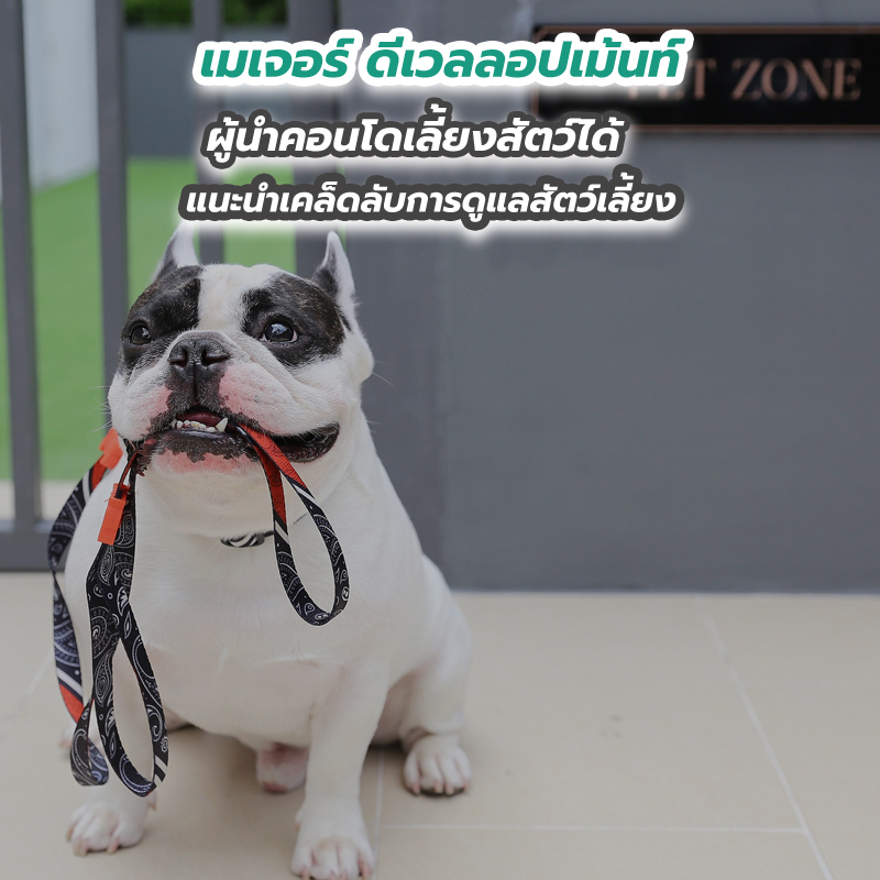 เมเจอร์ ดีเวลลอปเม้นท์ ผู้นำคอนโดเลี้ยงสัตว์ได้ แนะนำเคล็ดลับการดูแลสัตว์เลี้ยง