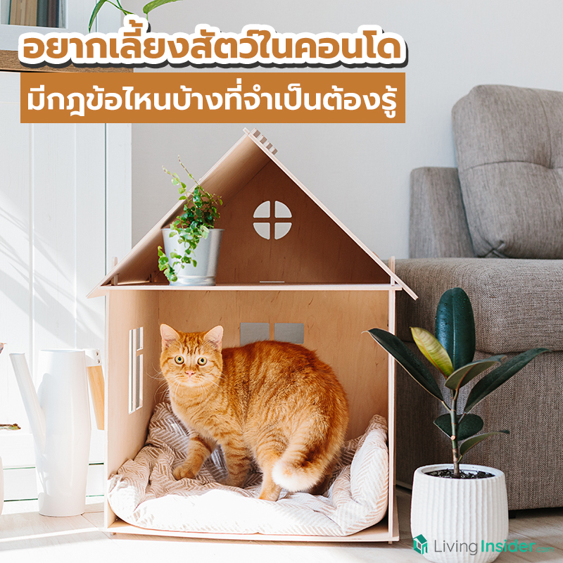 อยากเลี้ยงสัตว์ในคอนโด มีกฎข้อไหนบ้างที่จำเป็นต้องรู้