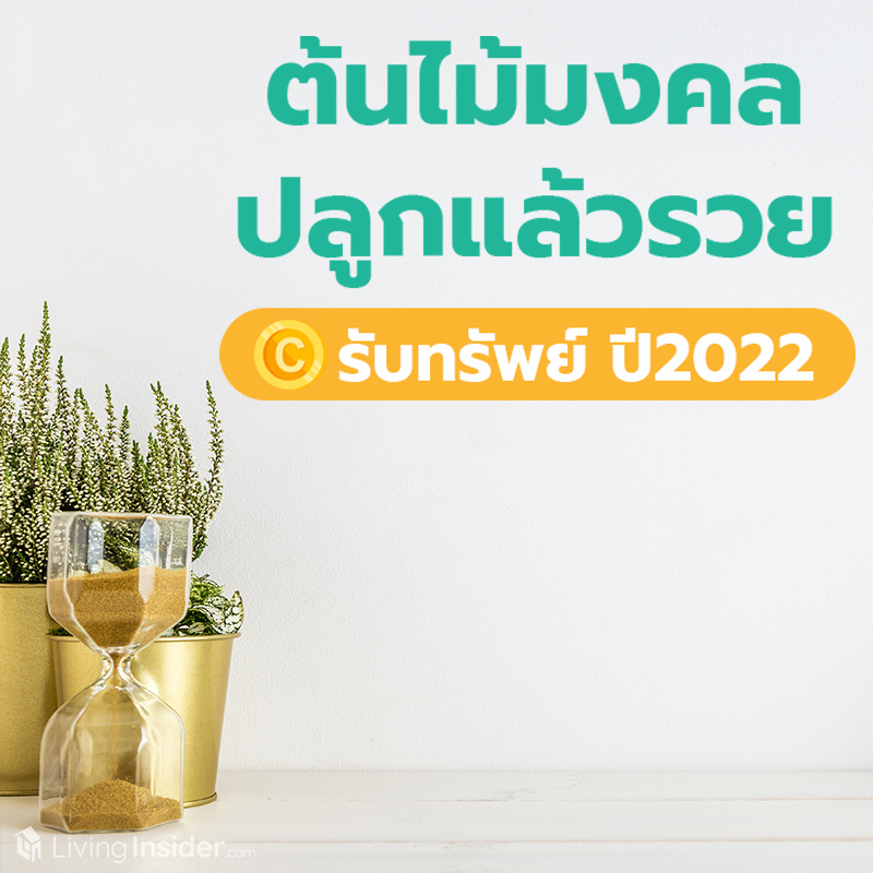 ต้นไม้มงคล ปลูกแล้วรวย รับทรัพย์ปี2022