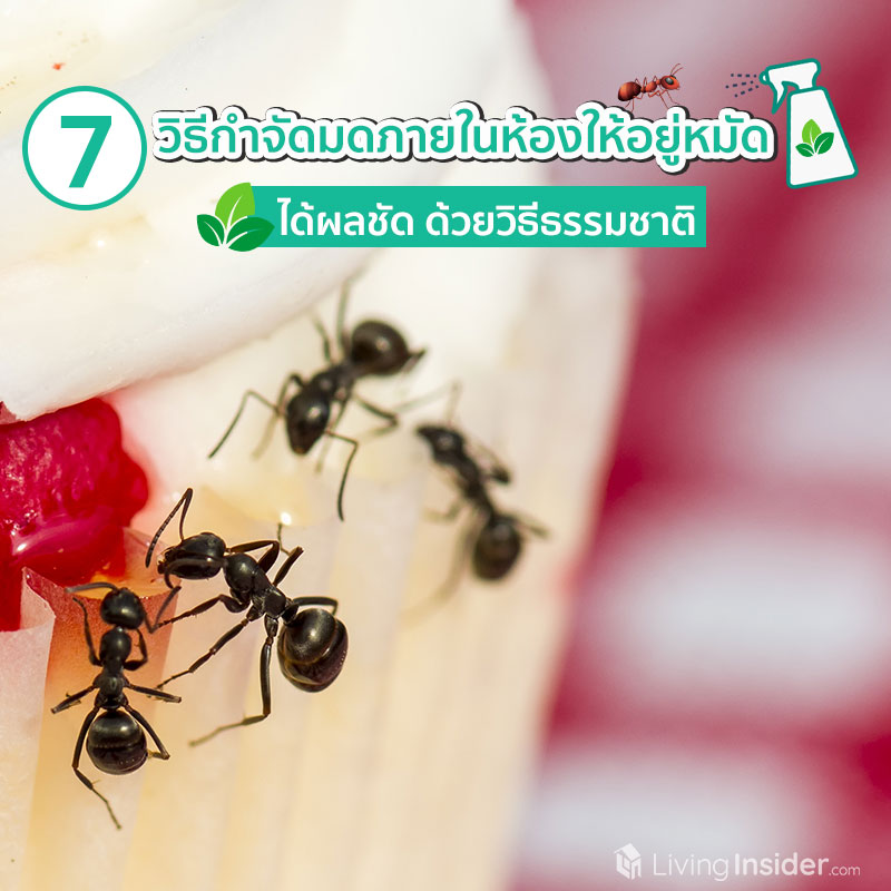 7 วิธีกำจัดมดภายในห้องให้อยู่หมัด ได้ผลชัด ด้วยวิธีธรรมชาติ 7 วิธีกำจัดมดภายในห้องให้อยู่หมัด ได้ผลชัด ด้วยวิธีธรรมชาติ