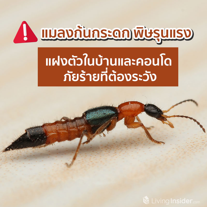 แมลงก้นกระดกมีพิษร้าย ภัยใกล้ตัวที่ไม่ควรมองข้าม แมลงก้นกระดกมีพิษร้าย ภัยใกล้ตัวที่ไม่ควรมองข้าม