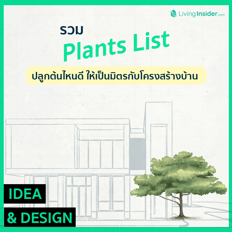 รวม Plants List ปลูกต้นไหนดี ให้เป็นมิตรกับโครงสร้างบ้าน 