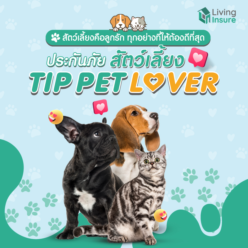 เมื่อสัตว์เลี้ยงคือลูกรัก เหมือนคนในครอบครัว ทุกอย่างที่ให้ต้องดีที่สุด ด้วยประกันภัยสัตว์เลี้ยง Tip Pet Lover เมื่อสัตว์เลี้ยงคือลูกรัก เหมือนคนในครอบครัว ทุกอย่างที่ให้ต้องดีที่สุด ด้วยประกันภัยสัตว์เลี้ยง Tip Pet Lover