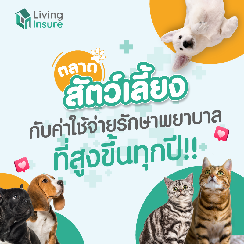 ตลาดสัตว์เลี้ยง กับค่าใช้จ่ายรักษาพยาบาลที่สูงขึ้นทุกปี ตลาดสัตว์เลี้ยง กับค่าใช้จ่ายรักษาพยาบาลที่สูงขึ้นทุกปี