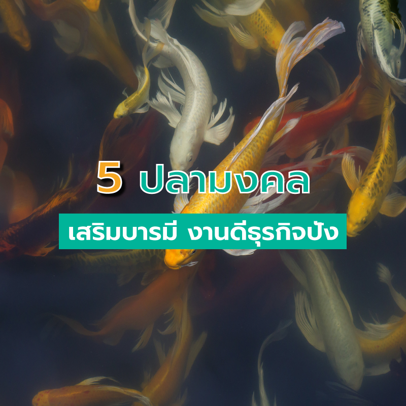 5 ปลามงคล เสริมบารมี งานดีธุรกิจปัง 5 ปลามงคล เสริมบารมี งานดีธุรกิจปัง