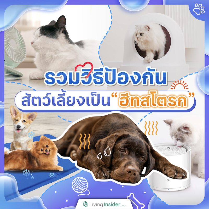 รวมวิธีป้องกันสัตว์เลี้ยงเป็นฮีทสโตรก รวมวิธีป้องกันสัตว์เลี้ยงเป็นฮีทสโตรก