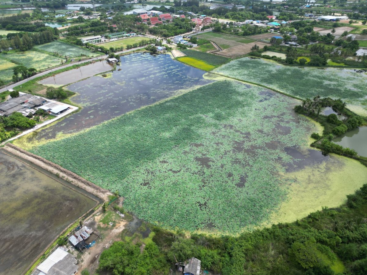 JK 4216797 : ที่ดินนอกโครงการนครปฐม – รูปที่ 4