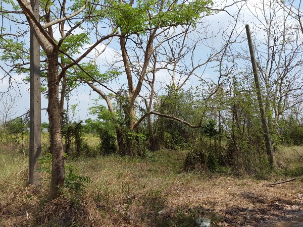 Land for sale 66 sq.wa, Khlong 8, Thanyaburi, Pathum Thani, allocated plot (Rangsit Garden), only 750 m from Rangsit-Nakhon Nayok Road.
