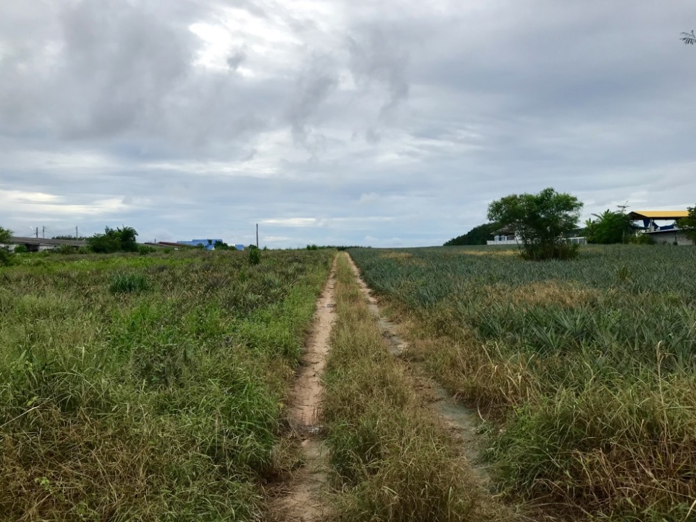 24 rai of land, next to Soi 9 Road, Rayong Development Estate, beautiful plot, purple area, square pattern EEC Economic Corridor – รูปที่ 3