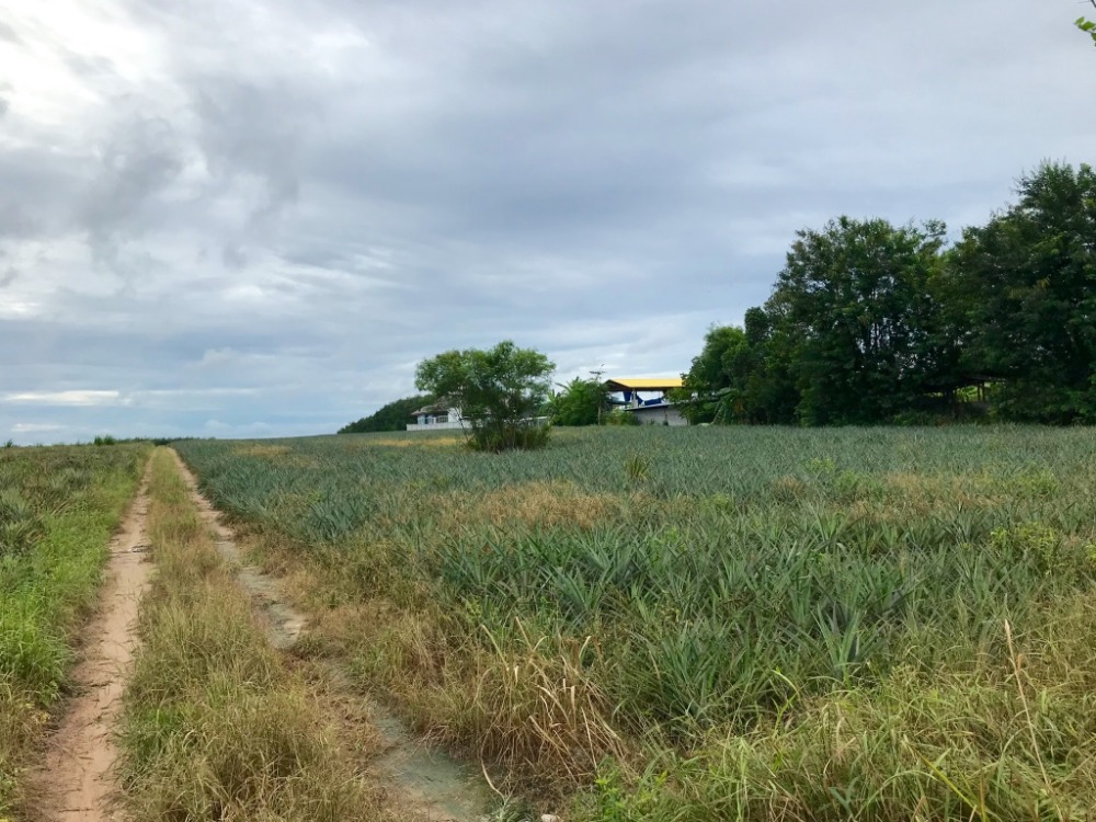 24 rai of land, next to Soi 9 Road, Rayong Development Estate, beautiful plot, purple area, square pattern EEC Economic Corridor – รูปที่ 4
