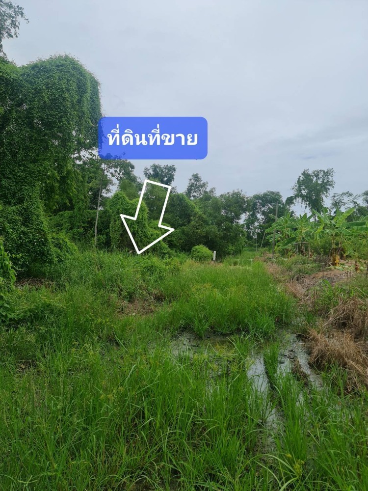 Land for sale near Muang Thong, Pak Kret, Tiwanon 34 (budget alley)