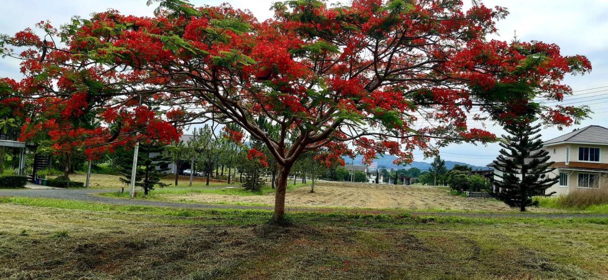 ขายที่ดินจัดสรรโครงการเขาค้อไฮแลนด์ (จังหวัดเพชรบูรณ์) – รูปที่ 4