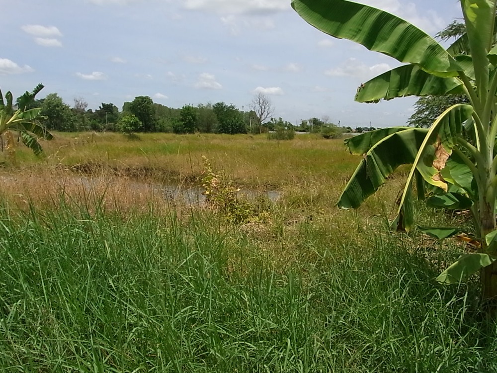 Land for sale 5 rai, Soi entrance to Kin Dee Dee Na Farm, Nakhon Pathom. – รูปที่ 3