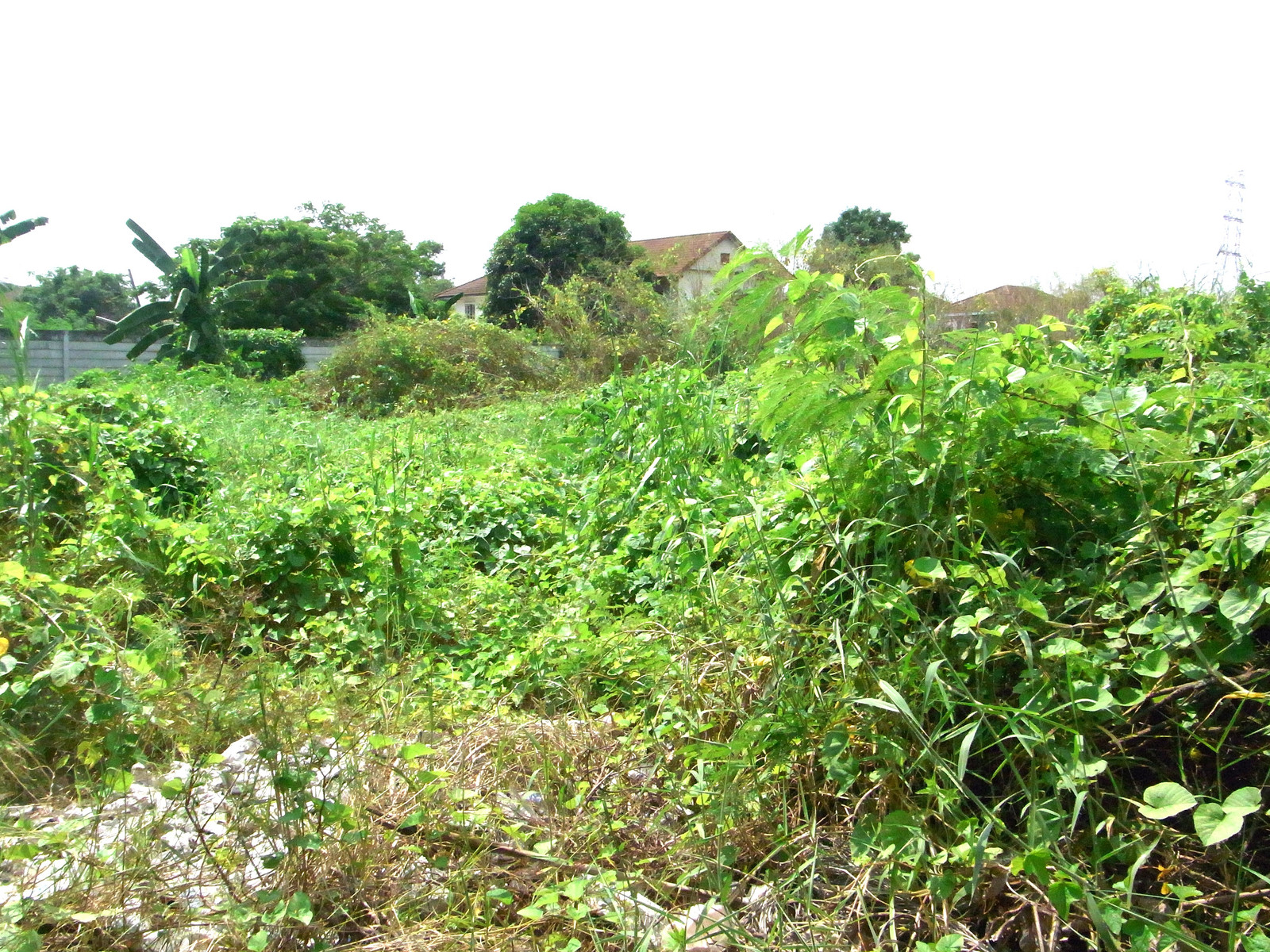 Land for sale 200 square wa, square shape. Suitable for building a house, Line 2, Soi 7, good environment – รูปที่ 2