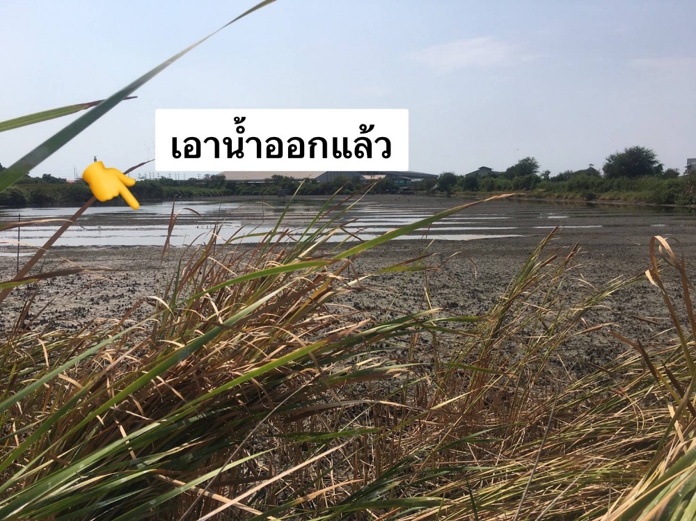 ขายที่ดิน17ไร่ ติดถนนใหญ่  จังหวัดสมุทรการ (รถเมล์ผ่านหน้าที่ 88 (ลาดหญ้า-มจธ.บางขุนเทียน) – รูปที่ 3
