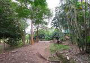 Selling good soil, Mae Chan District, Chiang Rai Province – รูปที่ 2