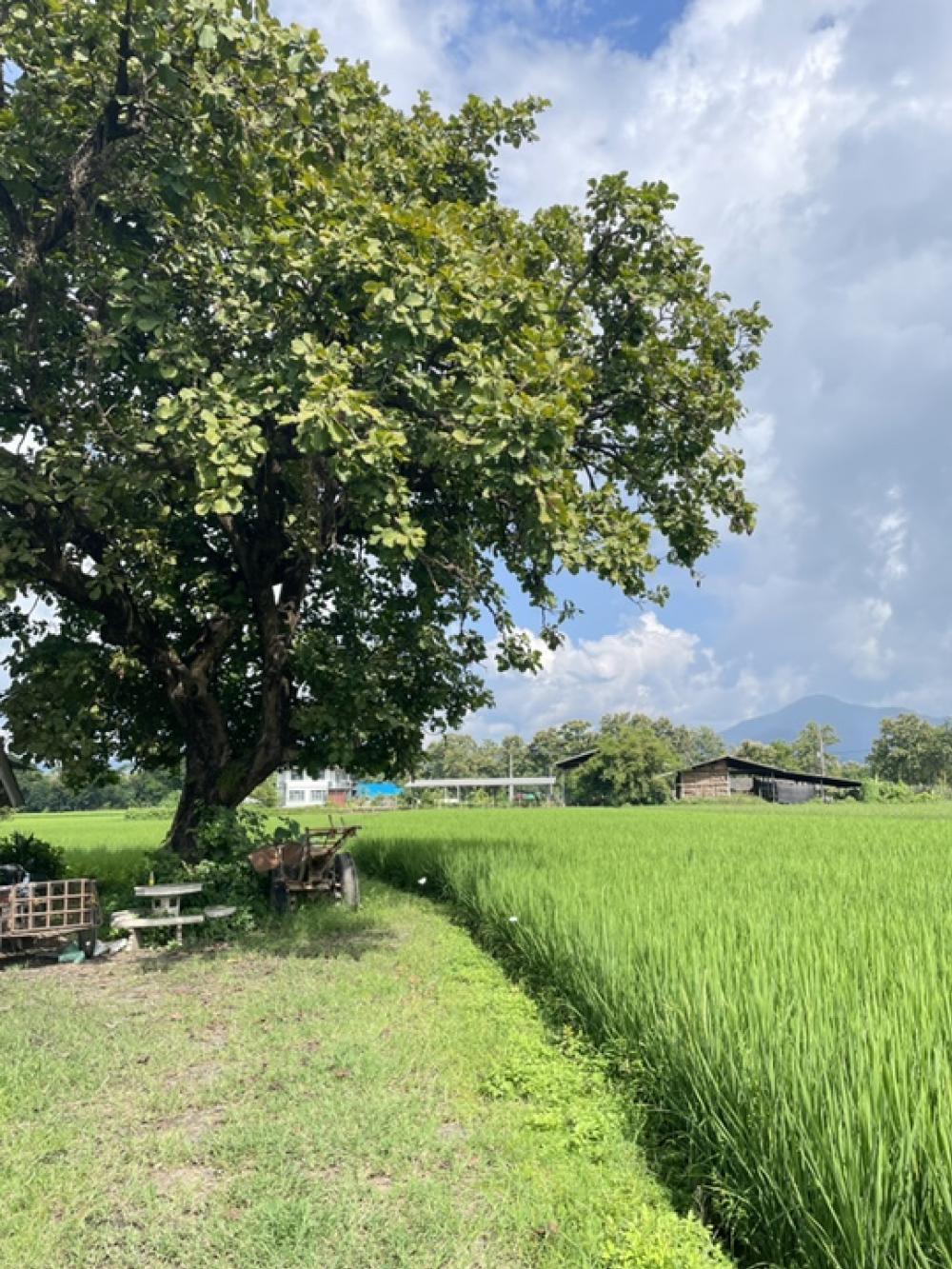 Land for sale in Mae On, San Kamphaeng, Chiang Mai. – รูปที่ 2